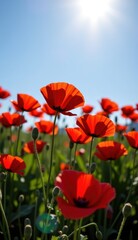 Obraz premium A beautiful field of red tulips and poppies under a blue sky