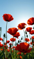 Fototapeta premium A beautiful field of red tulips and poppies under a blue sky