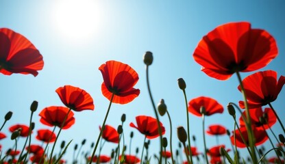 Obraz premium A beautiful field of red tulips and poppies under a blue sky