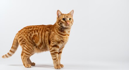 Alert Orange Tabby Cat Standing on White Background Looking Upward