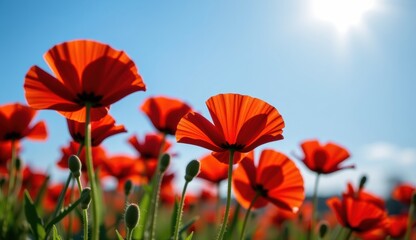 Obraz premium Red poppies sway in a vibrant field under a bright moonlit sky with fluffy clouds at dusk