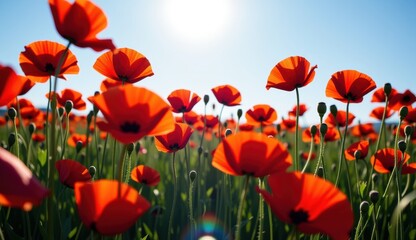 Obraz premium Red poppies sway in a vibrant field under a bright moonlit sky with fluffy clouds at dusk