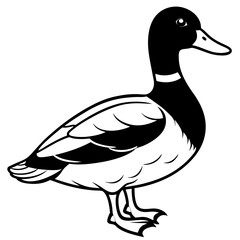 female mallard duck