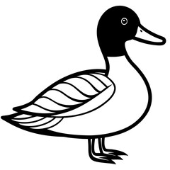 duck isolated on white