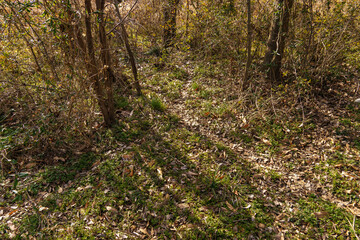 森の中を獣が歩いた後にできた道