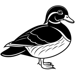 duck vector illustration