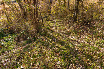 森の中を獣が歩いた後にできた道