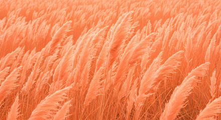 Fototapeta premium Growing pampas grass background with color of the year 2024 peach fuzz.