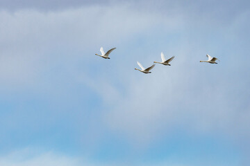 餌場に向けて飛び立つ白鳥