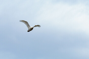 Obraz premium 餌場に向けて飛び立つ白鳥