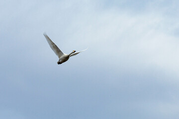 餌場に向けて飛び立つ白鳥
