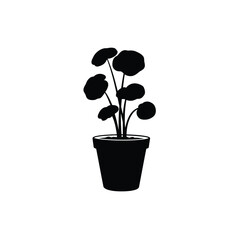 flower in pot