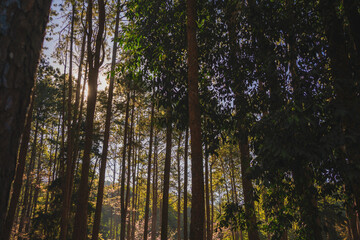 travel in nature concept with pink cherry blossom tree and pine on mountain in springtime season