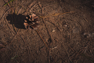 travel in nature concept with pine on mountain in springtime season
