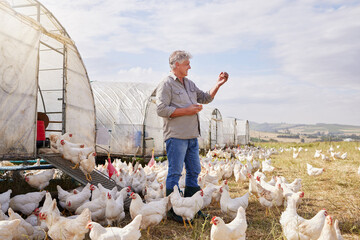 Mature, man and check egg on farm for agriculture inspection, monitor growth and quality control. Male person, poultry farming and chickens for food production, harvest industry and countryside stock © Nina Lawrenson/peopleimages.com