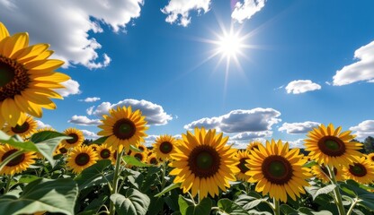 Fototapeta premium Sunflowers bloom under a vibrant sky with a full moon and clouds during sunset