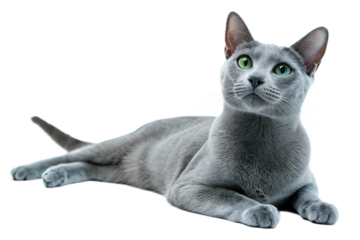 Adult Russian blue cat, isolated on white background. Russian blue cat lying in front of white background. Studio photo. 