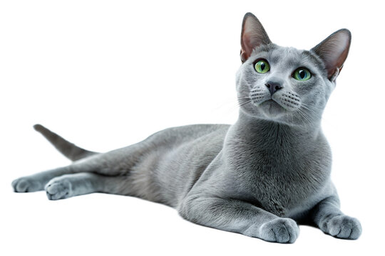 Adult Russian blue cat, isolated on white background. Russian blue cat lying in front of white background. Studio photo.  - Powered by Adobe