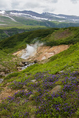 Summer mountain landscape. Blooming wild flowers on a mountain slope. Travel and hiking on the Kamchatka Peninsula. Beautiful nature of Siberia and the Russian Far East. Kamchatka Territory, Russia.