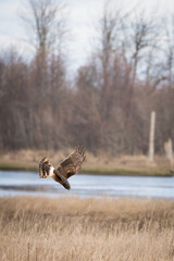 Female northern harrier diving on wetland prey in Nisqually wildlife refuge, Washington.