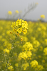 Obraz premium Mustard flower field is full blooming, yellow mustard field landscape industry of agriculture, mustard flowers closeup photo, Oil seed crop cultivation in Pakistan, Full Blooming Yellow Mustard Flower
