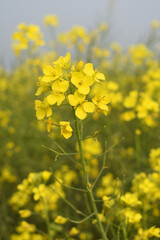 Mustard flower field is full blooming, yellow mustard field landscape industry of agriculture, mustard flowers closeup photo, Oil seed crop cultivation in Pakistan, Full Blooming Yellow Mustard Flower