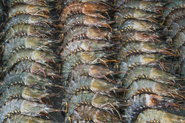 Raw fresh shrimp lying in straight rows. Top view
