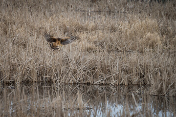 Female Northern Harrier hunting marshland prey in Nisqually wildlife refuge.