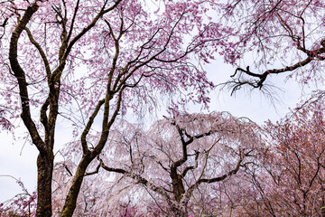 京都府　原谷苑の桜風景
