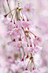 桜「ヤエベニシダレ」枝垂れ桜