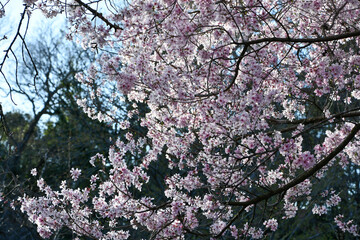 桜「越の彼岸桜」