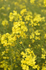 Mustard flower field is full blooming, yellow mustard field landscape industry of agriculture, mustard flowers closeup photo, Oil seed crop cultivation in Pakistan, Full Blooming Yellow Mustard Flower