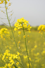 Obraz premium Mustard flower field is full blooming, yellow mustard field landscape industry of agriculture, mustard flowers closeup photo, Oil seed crop cultivation in Pakistan, Full Blooming Yellow Mustard Flower