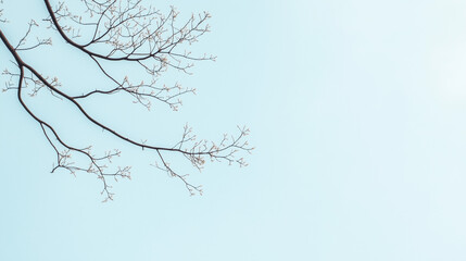 Obraz premium Bare Branch Reach: A solitary, slender tree branch, its delicate twigs reaching out towards a soft, pastel-colored sky, creating a minimalist and serene composition.