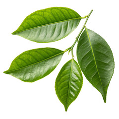 Fototapeta premium Fresh green citrus leaves isolated on a transparent background 