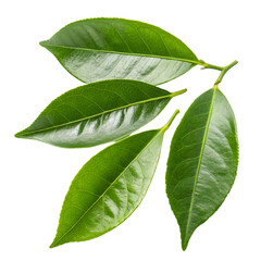 Fototapeta premium Fresh green citrus leaves isolated on a transparent background 