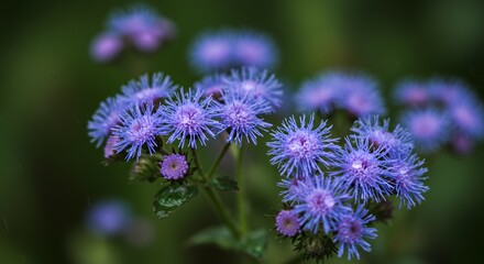 Close-up of Vibrant Purple Ageratum Flowers with Water Droplets Blooming