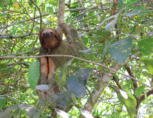 sloth in a tree