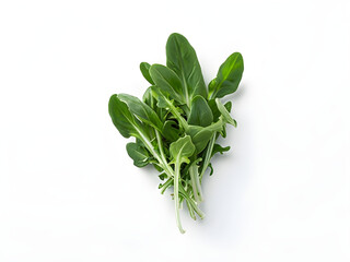 Bunch of fresh rucola on a white background