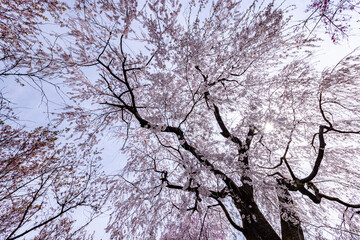 京都府　原谷苑の桜風景
