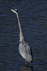 great blue heron