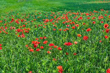 Wheat field, outdoor and plants for agriculture, poppies or bloom with color, pollination or sustainability. Farming, crops and grain on landscape with flowers, blossom or summer for growth in France