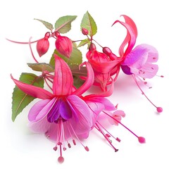 High Quality Picture of a Photo Fuchsia, Isolated on a White Background