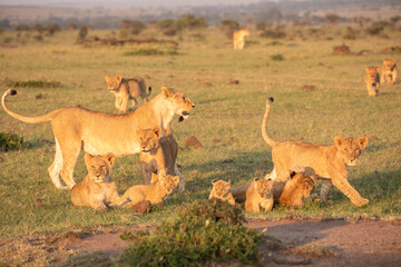A Pride of Lions (panthera Leo) with Cubs in the masai mara, Africa.
