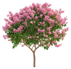 Obraz premium PNG Real blooming crepe myrtle tree flowers plant blossom.