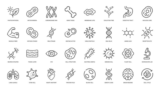 biology science line icon set, muscle fiber nucleus core enzyme active mitochondria
