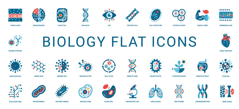 biology flat icons, muscle fiber nucleus core enzyme active mitochondria blood cell, research technology science