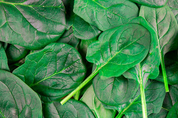  Close up of fresh spinach 