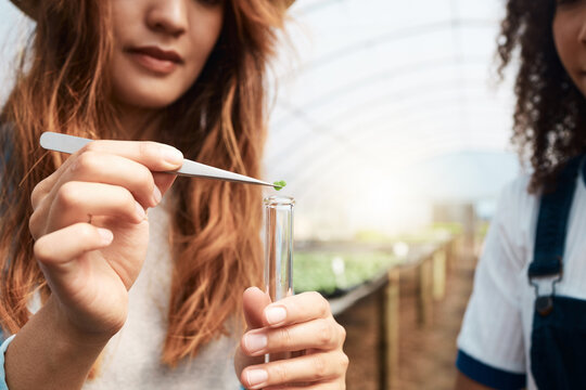 Agriculture, women and plant sample in greenhouse for nutrient management, crop health and quality control. Sustainable business, teamwork and farmer hand with leaf in test tube for sapling analysis
