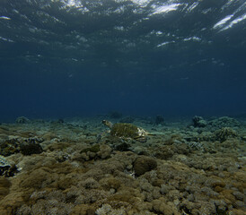 Hawksbill sea turtle swimming over coral reef in deep blue ocean